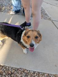 Found/Stray Male Dog last seen Astante villas, Rio Rancho, NM 87124