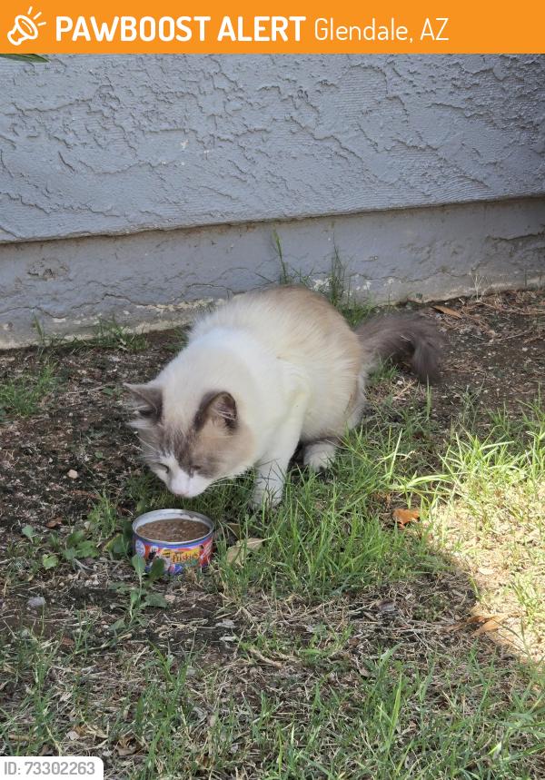Found/Stray Male Cat last seen 55th and Thunderbird Rd, Glendale, AZ 85306