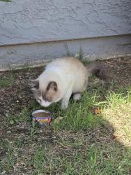 Found/Stray Male Cat last seen 55th and Thunderbird Rd, Glendale, AZ 85306