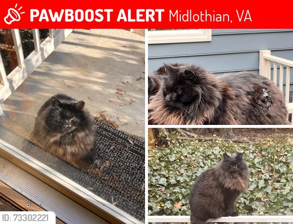 Lost Male Cat last seen Oldbury Road, Midlothian VA near Old Buckingham Road, Midlothian, VA 23113