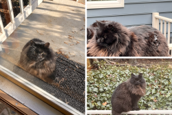 Lost Male Cat last seen Oldbury Road, Midlothian VA near Old Buckingham Road, Midlothian, VA 23113