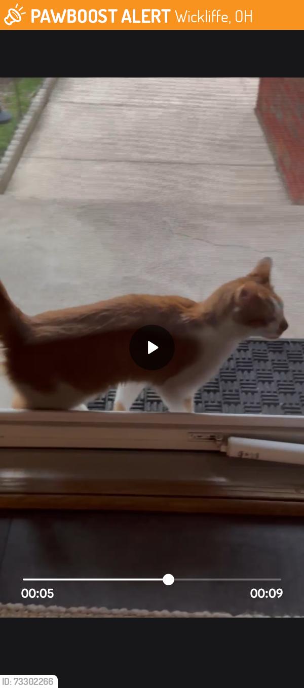 Found/Stray Unknown Cat last seen Lakeshore, Wickliffe, OH 44132
