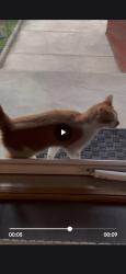 Found/Stray Unknown Cat last seen Lakeshore, Wickliffe, OH 44132