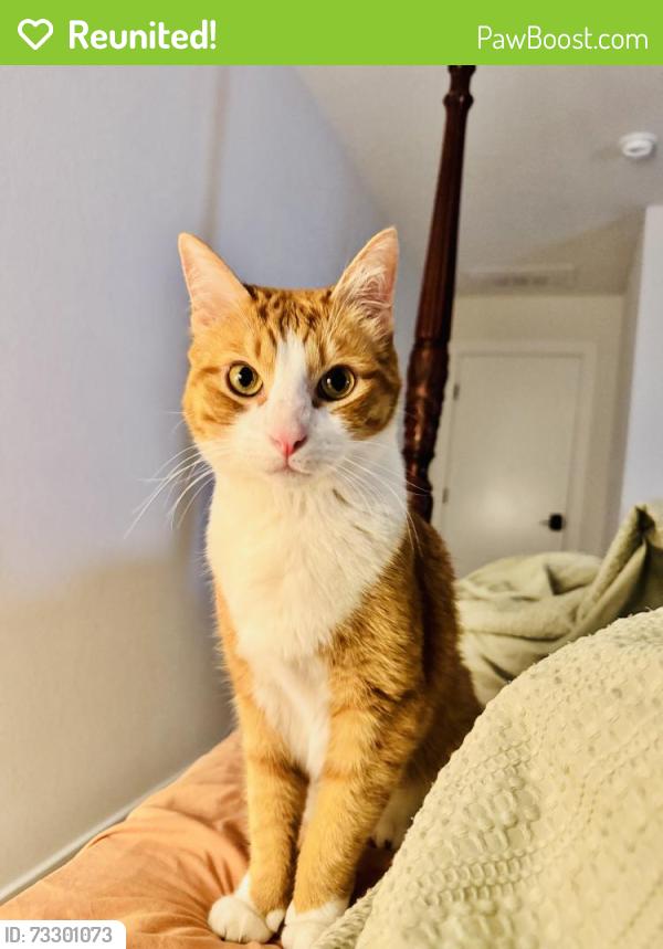 Reunited Male Cat last seen Oxenfree Princeton tx, Princeton, TX 75407