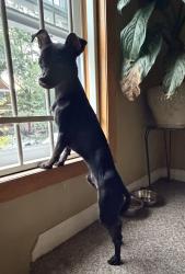 Found/Stray Male Dog last seen On west 24th and Central Park, Chicago, IL 60623