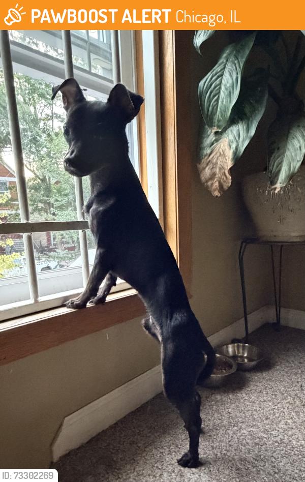Found/Stray Male Dog last seen On west 24th and Central Park, Chicago, IL 60623