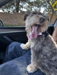 Reunited Female Dog last seen Grizzly Ridge/washington, Murrieta, CA 92562