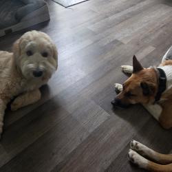 Reunited Male Dog last seen Peach Ave & 2nd Street, El Cajon, CA 92021
