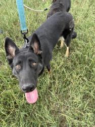 Found/Stray Female Dog last seen Hoffman Heights Aurora, Aurora, CO 80011