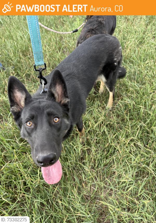Found/Stray Female Dog last seen Hoffman Heights Aurora, Aurora, CO 80011