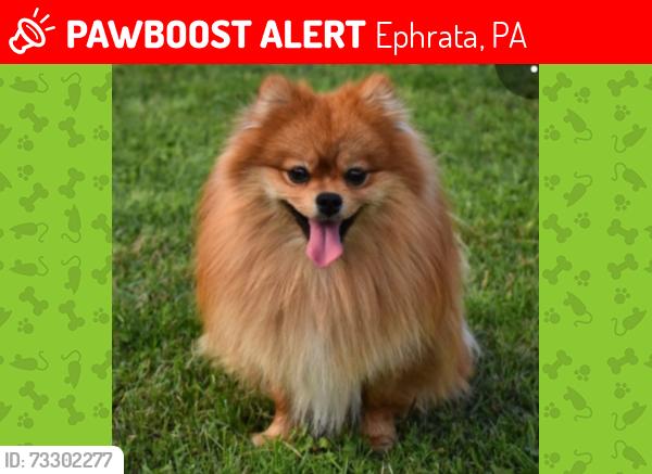 Lost Male Dog last seen Fulton Ave, Ephrata, PA 17522