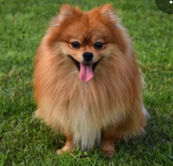 Lost Male Dog last seen Fulton Ave, Ephrata, PA 17522