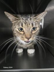 Shelter Stray Male Cat last seen CAPITAL DOME, 2020 Forest St, Jacksonville, FL 32204, USA