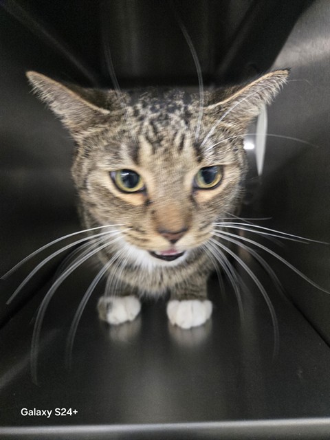 Shelter Stray Male Cat last seen CAPITAL DOME, 2020 Forest St, Jacksonville, FL 32204, USA