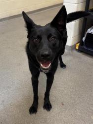 Shelter Stray Male Dog last seen Near BLOCK S 3780 W, WEST VALLEY CITY UT 84120, 4522 W 3500 S, West Valley City, UT 84120, USA