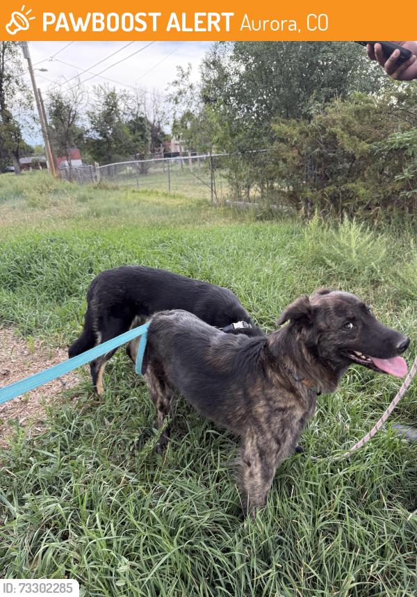Found/Stray Female Dog last seen Hoffman Heights Aurora, Aurora, CO 80011
