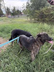 Found/Stray Female Dog last seen Hoffman Heights Aurora, Aurora, CO 80011