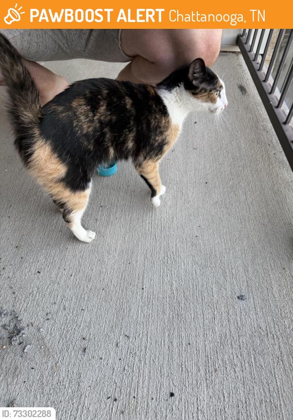 Found/Stray Unknown Cat last seen Oakwood drive, Chattanooga, TN 37416