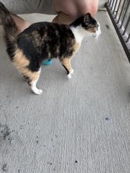 Found/Stray Unknown Cat last seen Oakwood drive, Chattanooga, TN 37416