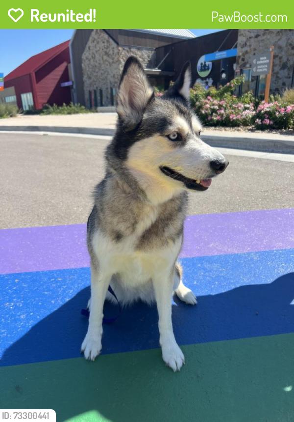 Reunited Female Dog last seen Near E 117th Cir, Denver, CO 80233, USA, Denver, CO 80233