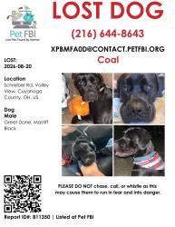 Lost Male Dog last seen Missing from Valley View, most recently seen in Bedford along Broadway near Columbus, could be ranging widely., Bedford, OH 44146