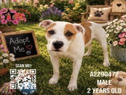 Shelter Stray Female Dog last seen , 3201 Lacy St, Los Angeles, CA 90031, USA