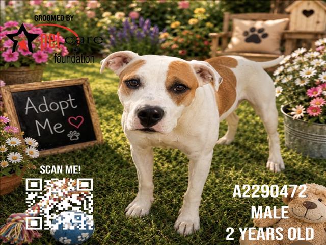 Shelter Stray Female Dog last seen , 3201 Lacy St, Los Angeles, CA 90031, USA