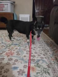 Reunited Female Dog last seen Roble way, Foothill Farms, CA 95842