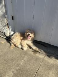 Found/Stray Male Dog last seen Wilhelmina, Anaheim, CA 92805