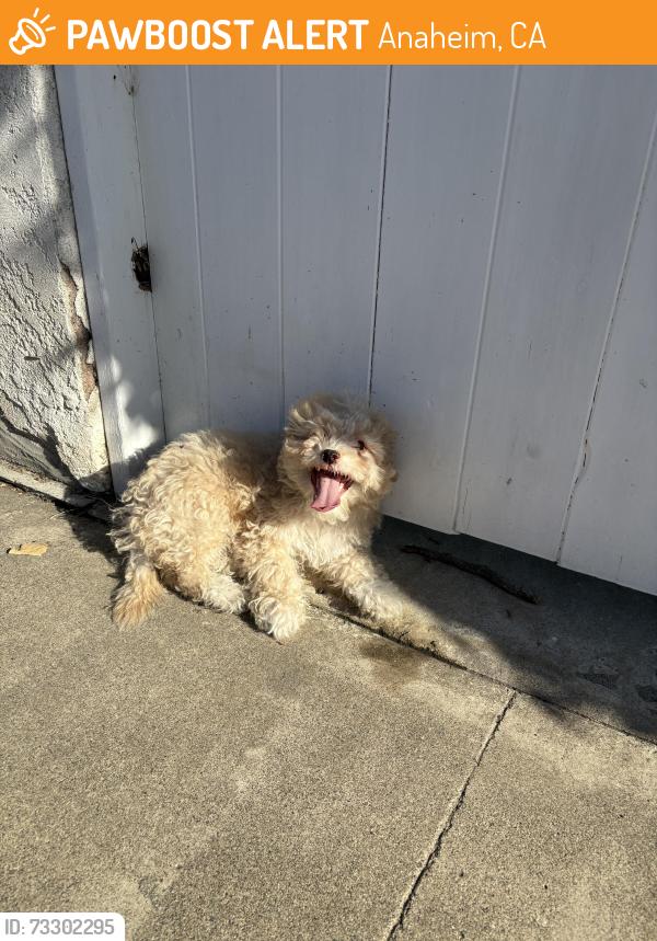 Found/Stray Male Dog last seen Wilhelmina, Anaheim, CA 92805