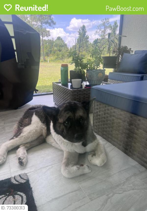 Reunited Female Dog last seen E 6th st and Fitch ave, Lehigh Acres, FL 33936