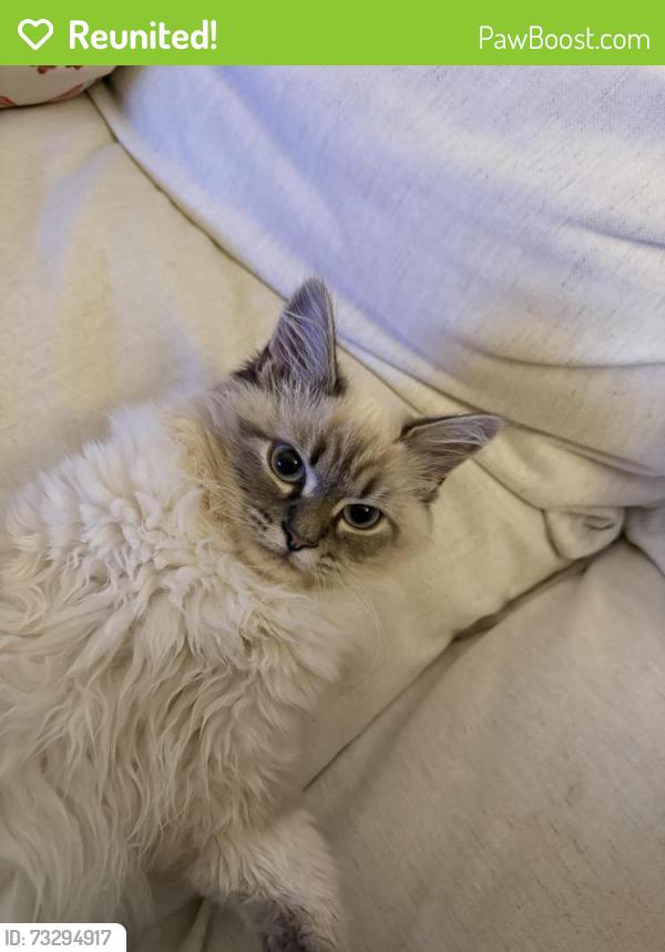 Reunited Male Cat last seen Hayes Valley, San Francisco, CA 94117