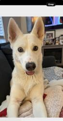 Reunited Female Dog last seen Huntington drive & Eastern, Los Angeles, CA 90032