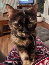 Lost Female Cat last seen DeLorenzi, Mishawaka, IN 46544