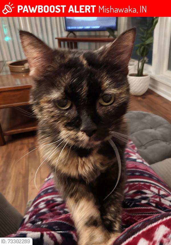 Lost Female Cat last seen DeLorenzi, Mishawaka, IN 46544