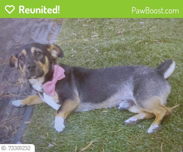 Reunited Male Dog last seen Plaza Bonita Shopping, National City, CA 91950