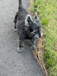 Found/Stray Male Dog last seen Near Alexander lane pinehurst, Pinehurst, NC 28374