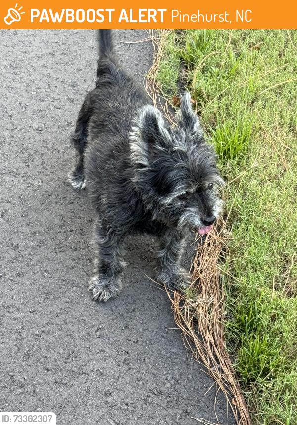 Found/Stray Male Dog last seen Near Alexander lane pinehurst, Pinehurst, NC 28374
