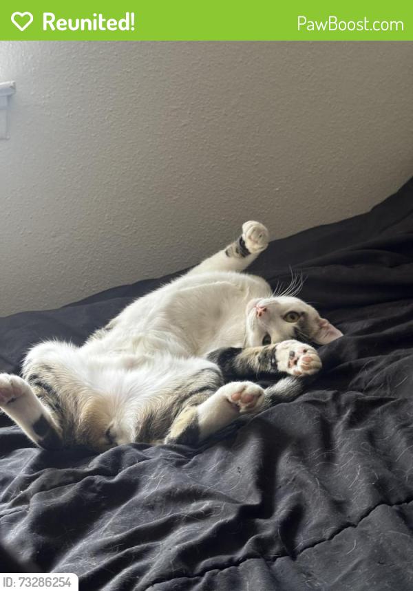 Reunited Female Cat last seen She was hiding under our shed but sounds like she left, San Antonio, TX 78247