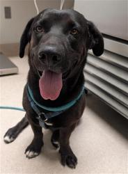 Shelter Stray Male Dog last seen Near BLOCK BALDWIN RD, BAKERSFIELD CA 93304, 3951 Fruitvale Ave, Bakersfield, CA 93308, USA