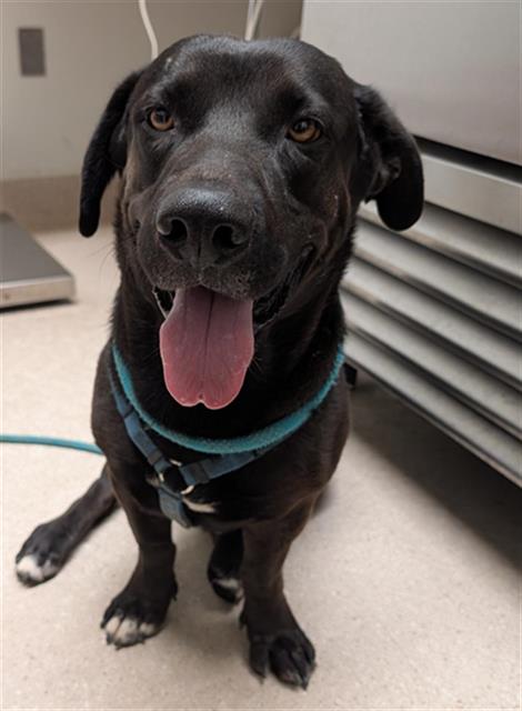 Shelter Stray Male Dog last seen Near BLOCK BALDWIN RD, BAKERSFIELD CA 93304, 3951 Fruitvale Ave, Bakersfield, CA 93308, USA