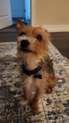 Lost Male Dog last seen Houghton / Old Spaniah Trail, Tucson, AZ 85748
