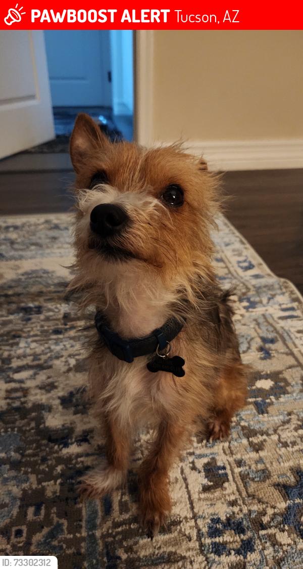 Lost Male Dog last seen Houghton / Old Spaniah Trail, Tucson, AZ 85748