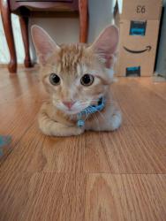 Found/Stray Male Cat last seen Hughes rd, Victorville, CA 92395