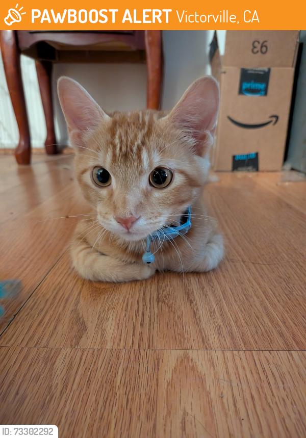 Found/Stray Male Cat last seen Hughes rd, Victorville, CA 92395