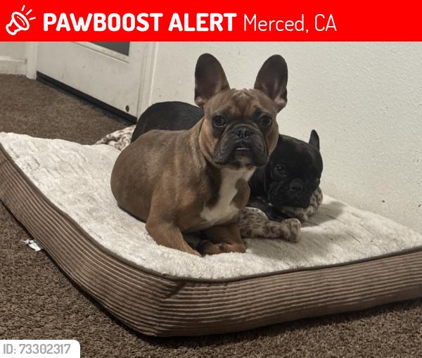 Lost Male Dog last seen Granite creek, Merced, CA 95348