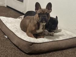 Lost Male Dog last seen Granite creek, Merced, CA 95348