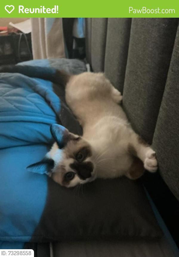 Reunited Male Cat last seen Tapper ave, Vallejo, CA 94589