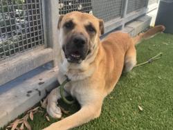 Shelter Stray Male Dog last seen , 1850 W 60th St, Los Angeles, CA 90047, USA