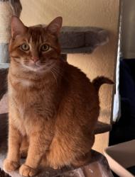 Reunited Male Cat last seen Brann St or Foothill Blvd., Oakland, CA 94605